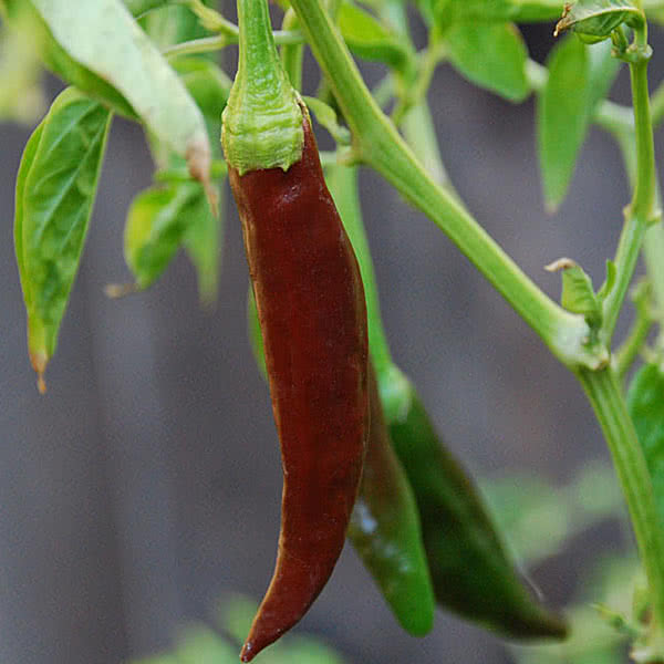 Peruvian Panca Pepper fresh on the plant