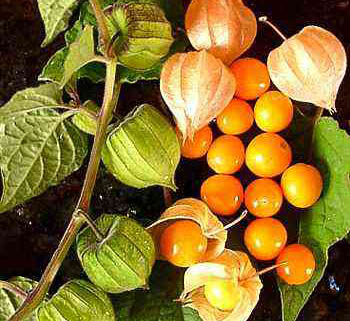 Incan goldenberries