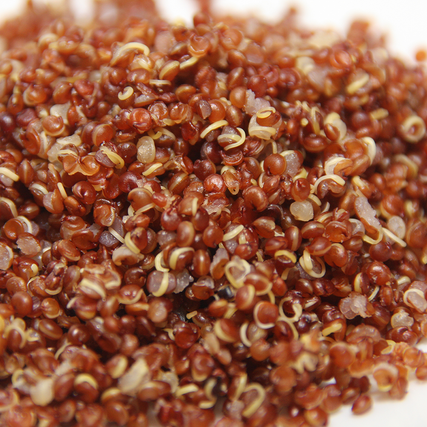 sprouted red quinoa