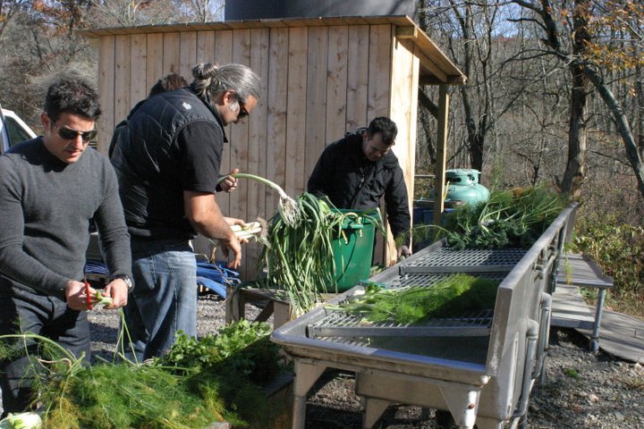 3 guys trimming vegetables at farm