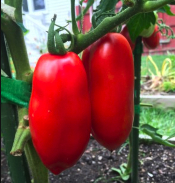 2 san marzano tomatoes on the plant riped